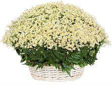 Цветочная композиция из Ромашки в корзине #REPLACE_PRED# Кировграде