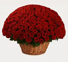 Премиум букет из: Розы в Кировграде